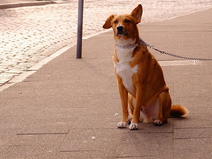 animal, cute, dog, leash, pet, street, waiting