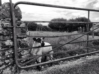 lampaat, niitty, Luonto, Skotlanti