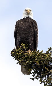 bald eagle, Đại bàng, hói, perched, Raptor, con chim, Thiên nhiên