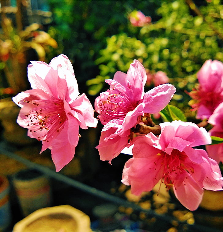 roze, bloemen, potten, Tuin