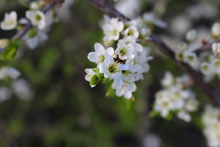 flowers, cherry blossoms, flowering twig
