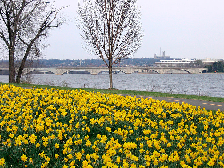 flowers, yellow, daffodils, floral, mass, planting, park