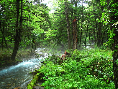 Kamikochi, lesní koupání, přírodní, záporných iontů, Woods, řeka, pohodlí