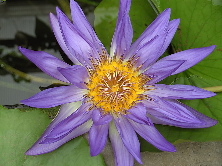 flor de Lotus, Lotus, flor, flor d'aigua, planta aquàtica, porpra, flor de lotus de natura