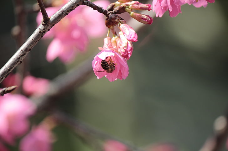 wild cherry petals, hua xie, bees gather nectar, nature, pink Color, branch, tree