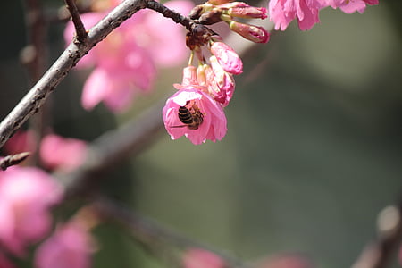 Дикая вишня лепестки, Хуа СЕ, пчелы собирают нектар, Природа, розовый цвет, филиал, дерево