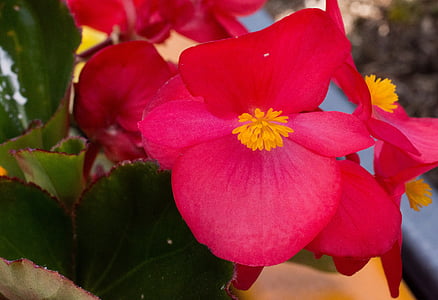 květ, červená, Příroda, zahrada, Zavřít, květ, Bloom
