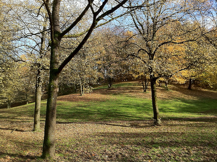 Monachium, Westpark, drzewa, nachylenie, pozostawia, Jesienny nastrój, zielony