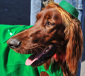 setter irlandés, perros, razas de perros, animales, animales de compañía, día de San Patricio, Setter