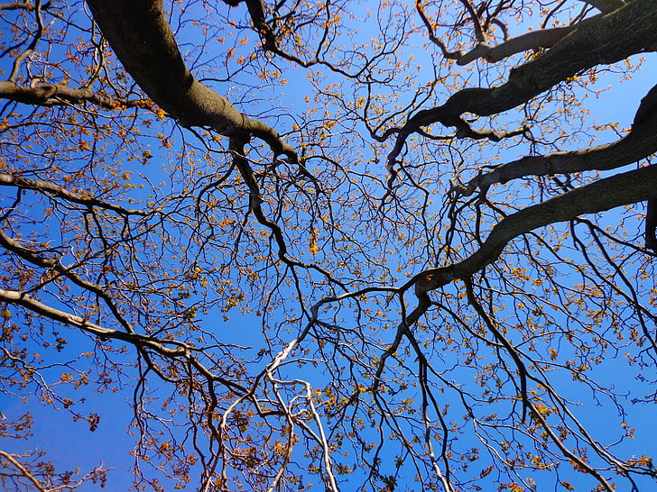 низкая, угол, фотография, Голубой, небо, дневное время, дерево