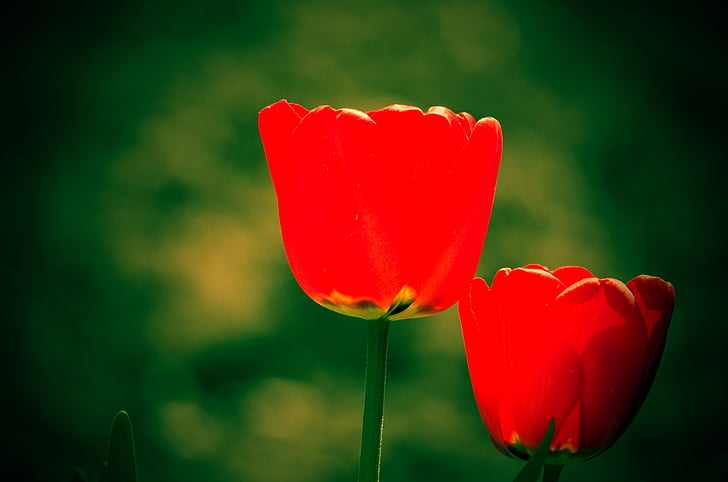tulpė, sodas, pavasarį, gėlės, lova, Gamta, gėlė