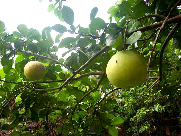 pomelo, fruits, citron, Tropical, pamplemoussier, orange