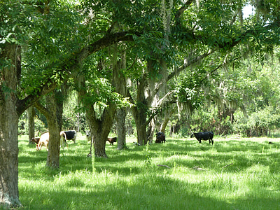 δέντρα, πράσινο, χλόη, αγελάδες, μοσχάρια, αγρόκτημα