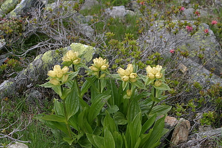 Alpine Hoa, Hoa, vùng South tyrol, Dolomites, dãy núi, ý, màu vàng