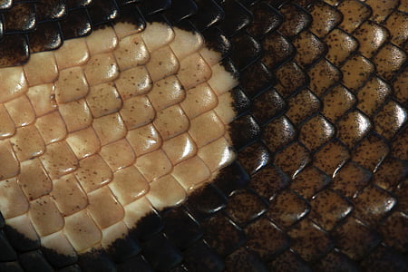 scale, reptile skin, pattern, brown, structure, texture, nature