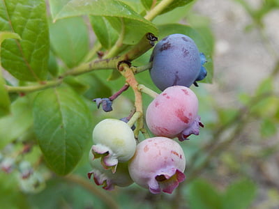 blueberries, garden, fruit, nature, leaf, food, branch