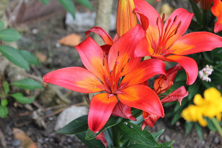 Lily, bunga, Orange, Taman, Flora, Radiant, kelopak
