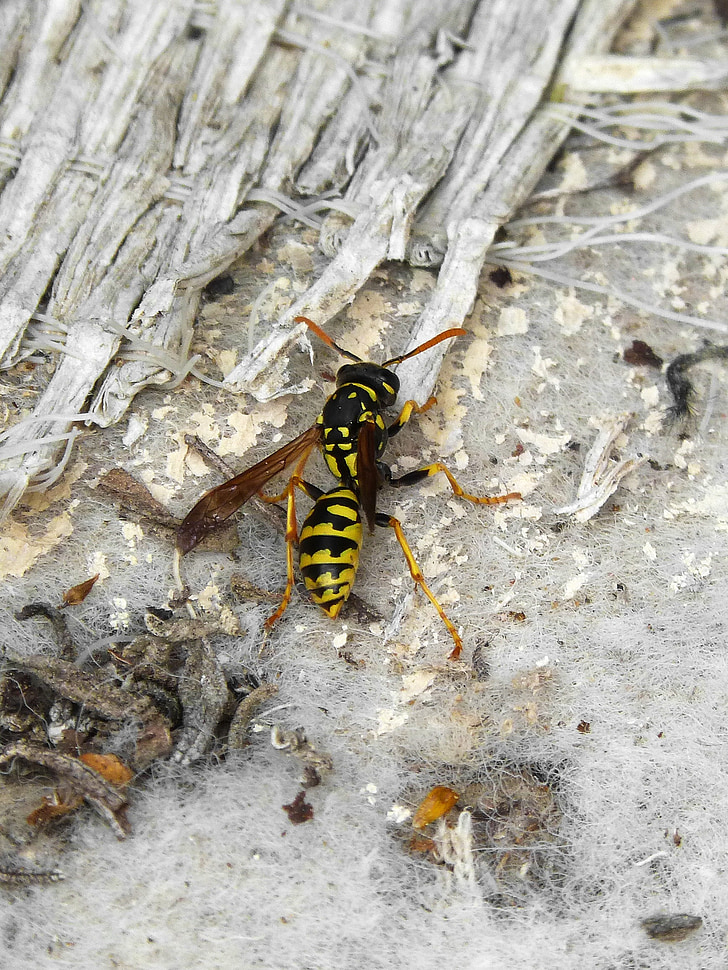 WASP, hmyz, Sting, včela