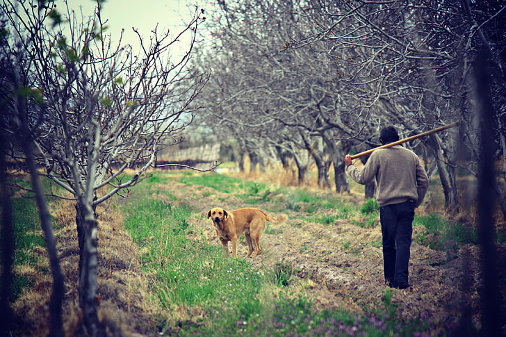 field, agriculture, nature, man, worker, fields, dog