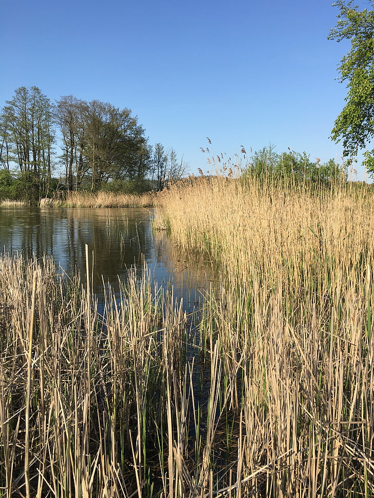 Reed, Lakeside, humör, idyll, vatten