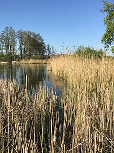 Reed, Lakeside, mieliala, idylli, vesillä
