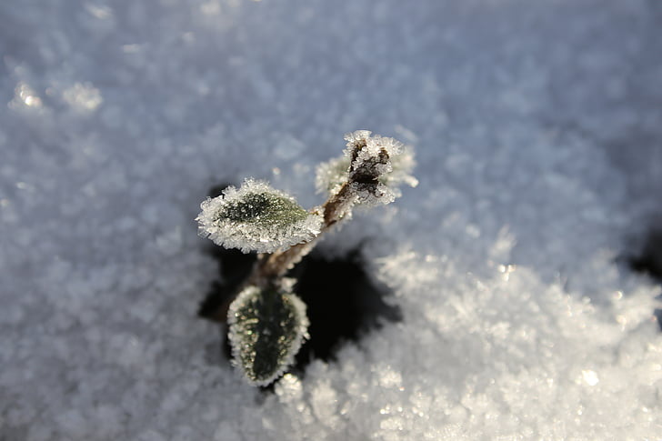 Frost, tuyết, mùa đông, shot, thực vật, lá, màu xanh lá cây