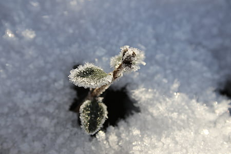 Mraz, snijeg, Zima, metak, biljka, list, zelena
