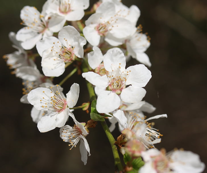 žydinčios japoniškos sakuros, pragaras, balta, pavasarį, padidėjo, bičių žiedadulkės, žiedų