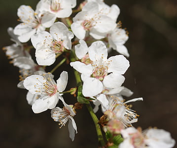 cerisiers en fleurs, enfer, blanc, printemps, ressuscité, pollen d’abeilles, Blossom