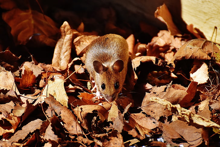 mouse de madeira, nager, bonito, pequeno, marrom, rato, natureza