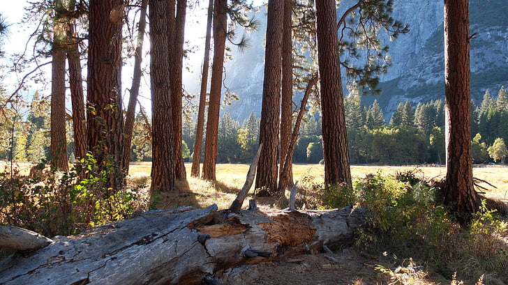 yosemite, usa, california, forest, park