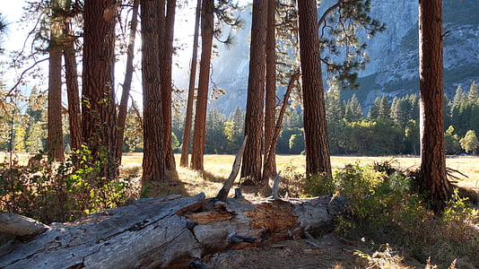 Yosemite, é.-u., Californie, Forest, Parc