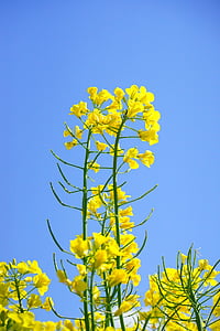 flors de violació, inflorescència, colza, groc, flors, planta, natura