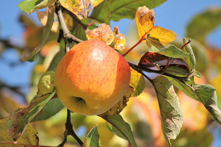 ฤดูใบไม้ร่วง, แอปเปิ้ล, ต้นไม้, ใบไม้ผลไม้, ผลไม้, ผลไม้, อาหาร