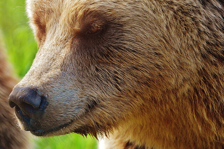 europæisk brunbjørn, vilde dyr, Bjørn, farlige, dyrenes verden, Fur, natur
