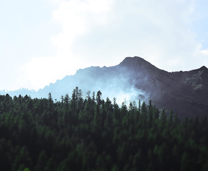 pine, tree, lot, white, smoke, photography, cloud