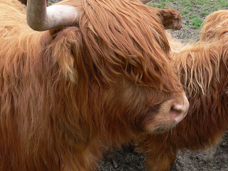 highlandrind, krava, goveda, mlade životinje, gorje, rogovi, Škotska
