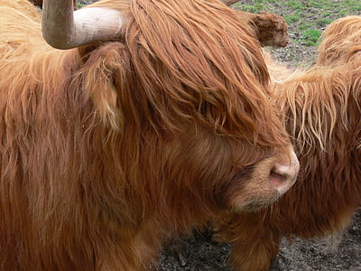 highlandrind, vaca, gado, animal jovem, terras altas, chifres, Escócia