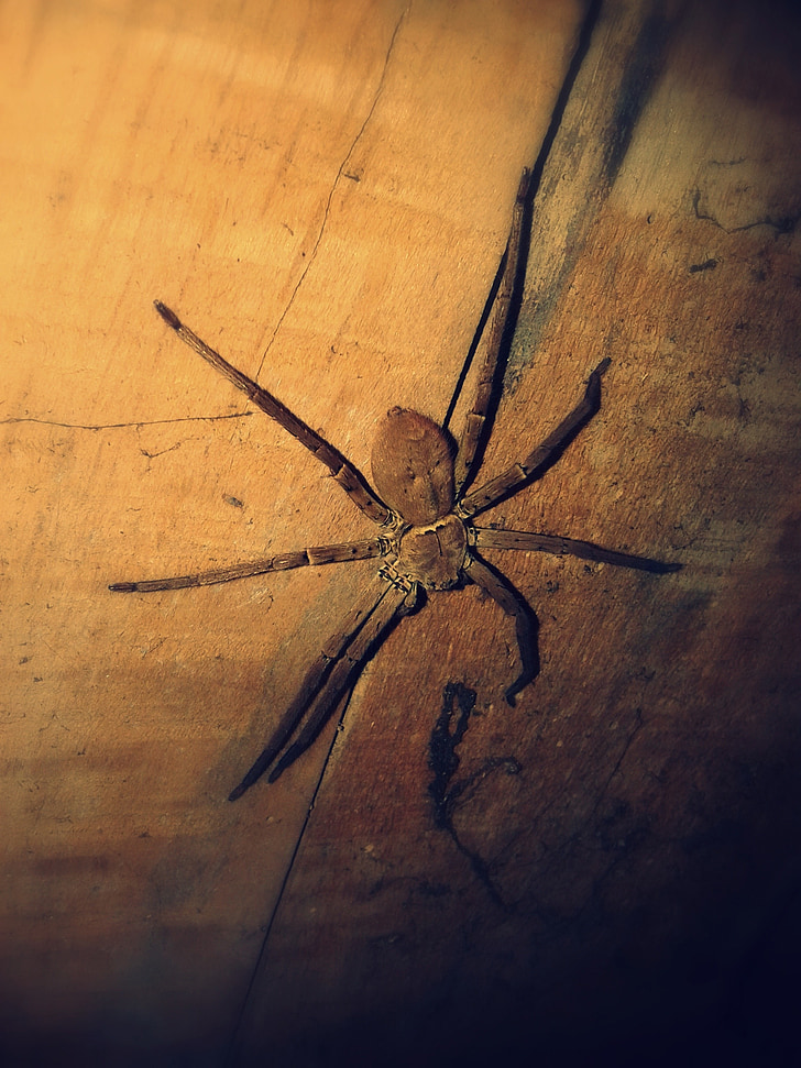 spider, insect, large, creepy, scary, old