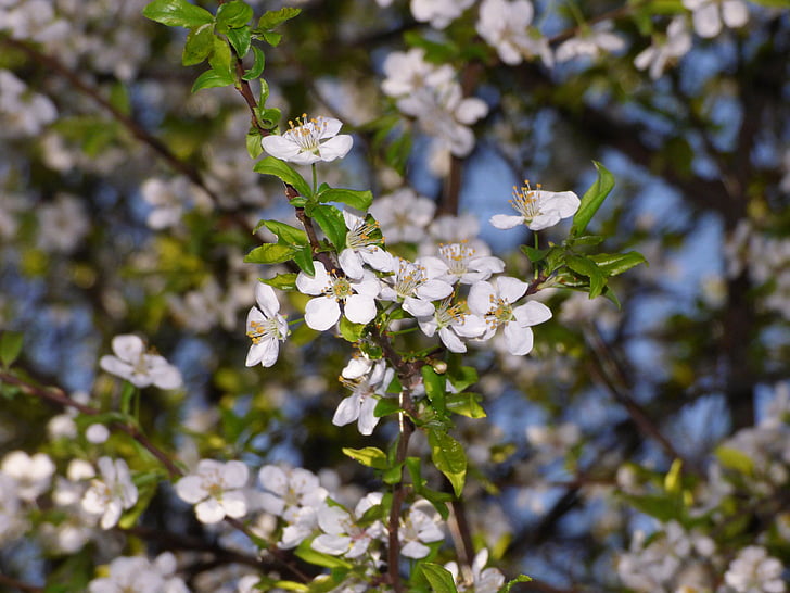 primavera, arbres, branca