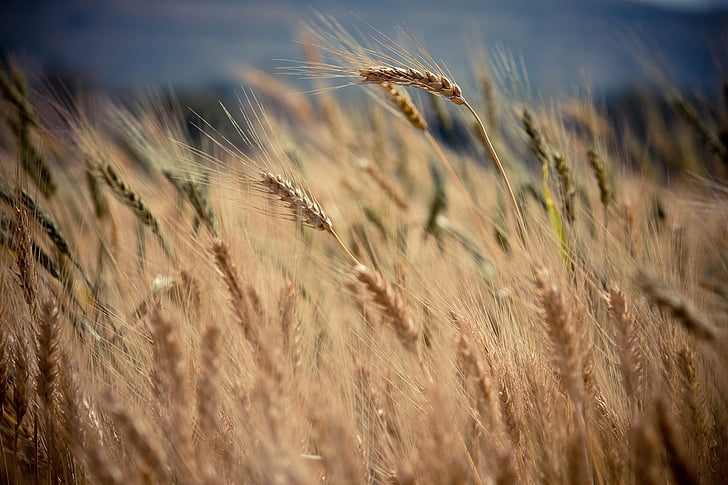 crops, plants, agriculture, field, nature, harvest, growth