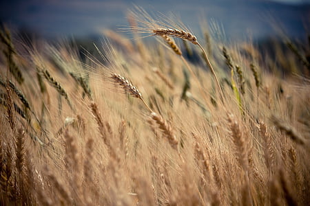 crops, plants, agriculture, field, nature, harvest, growth