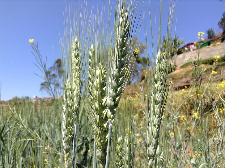 trigo, planta, Kerala