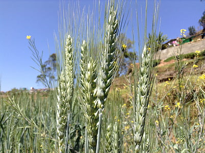 wheat, plant, kerala