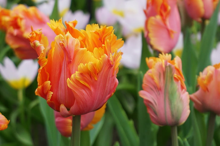 tulipes, flors, flors de primavera, primavera, vermell, groc, flor tallada