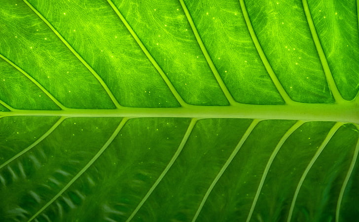 Leaf, Príroda, drevo, Zelená, listy, hwalyeob, abstraktné