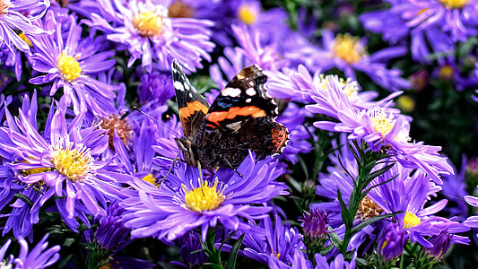 蝴蝶, herbstastern, 紫菀, 紫苑, 复合材料, 花, 秋天