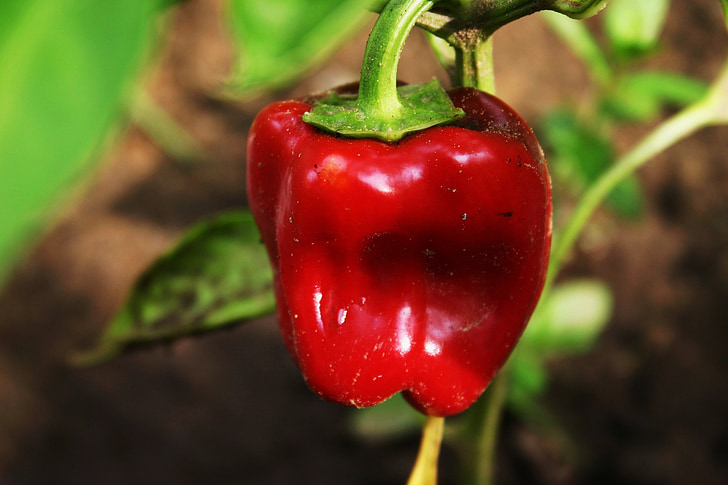 red pepper, pepper, vegetable, food, red, organic, nature