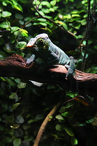 chameleon, green, leaves, lizard, nature