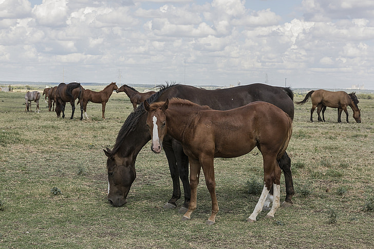 konie Quarter, Colt, Mare, stado, ranczo, zwierzęta, Jeździectwo